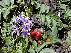 Solanum httpsuploadwikimediaorgwikipediacommonsthu