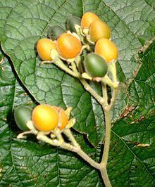 Solanum abutiloides httpsuploadwikimediaorgwikipediacommonsthu