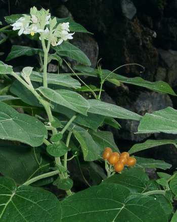 Solanum abutiloides Factsheet Solanum abutiloides