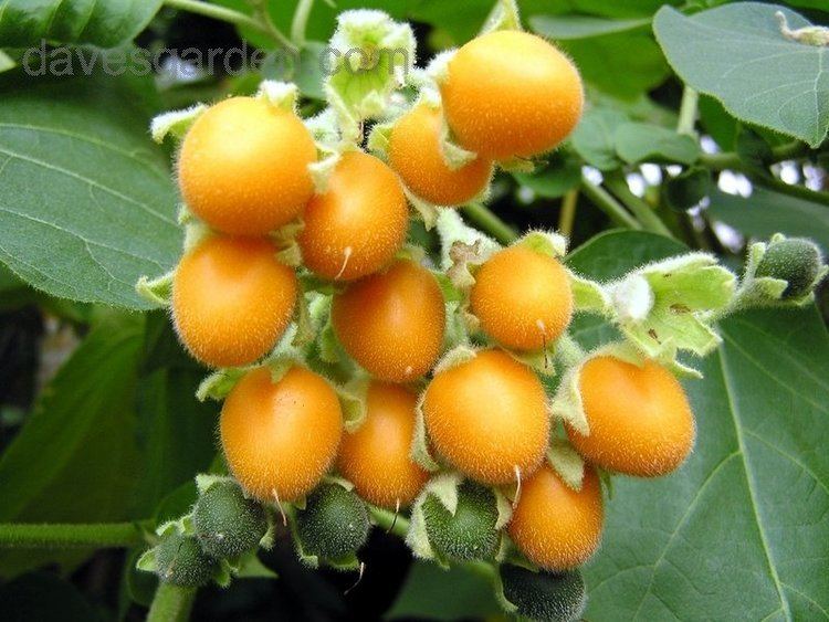 Solanum abutiloides PlantFiles Pictures Cyphomandra Cyphomandra abutiloides by peregrina