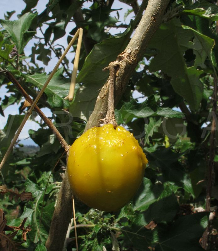 Solanum aculeastrum VIRBOGA Solanum aculeastrum