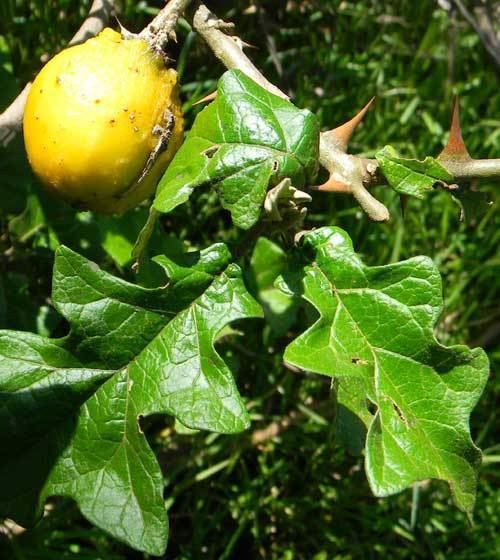 Solanum aculeastrum Thorny Nightshade in Kenya