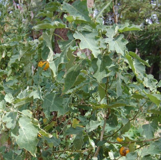 Solanum aculeastrum bandtworldseedscomimages542119jpg