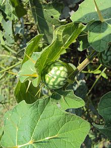 Solanum aculeatissimum httpsuploadwikimediaorgwikipediacommonsthu