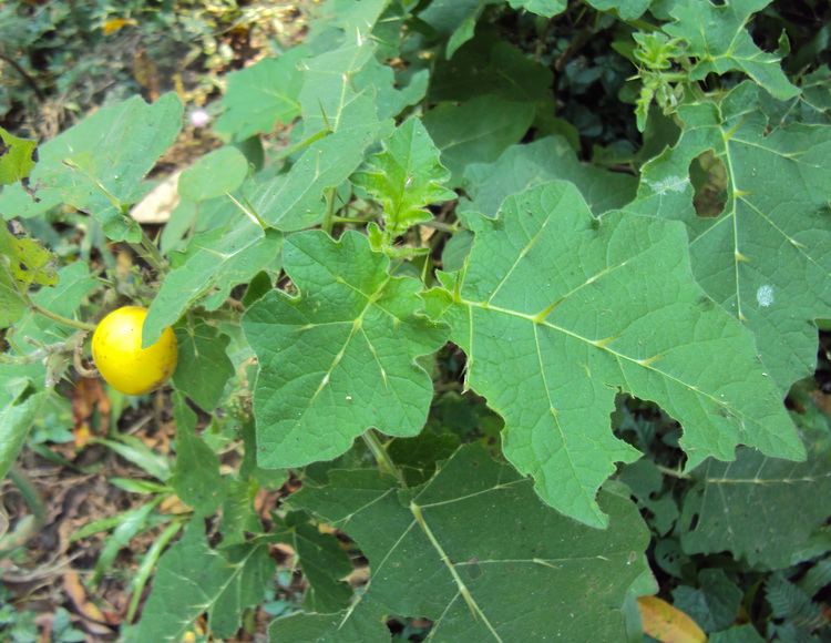 Solanum aculeatissimum Solanum aculeatissimum Images Useful Tropical Plants