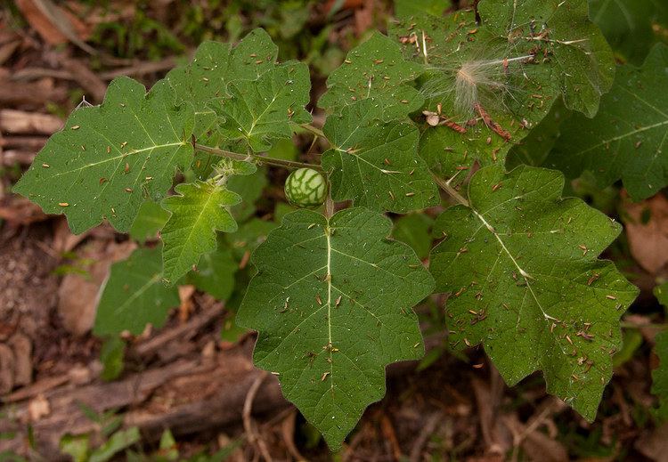 Solanum aculeatissimum Flora of Zimbabwe Cultivated species information individual