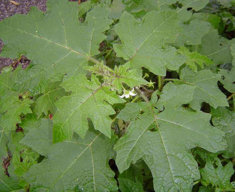 Solanum aculeatissimum Flora of Zambia Species information individual images Solanum