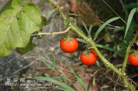 Solanum aculeatissimum Solanum aculeatissimum Dutch eggplant Solanum khasianum