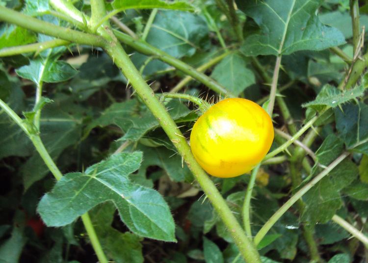 Solanum aculeatissimum FileSolanum aculeatissimum 06JPG Wikimedia Commons