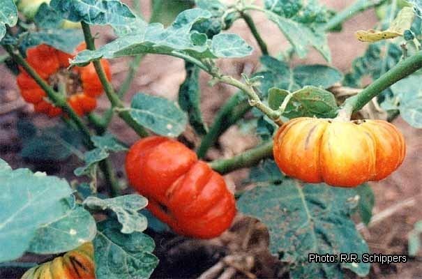 Solanum aethiopicum Protabase Record