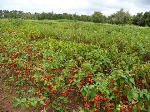 Solanum aethiopicum Solanum aethiopicum Useful Tropical Plants