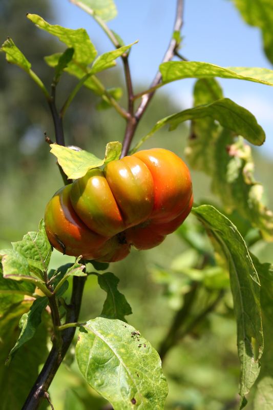 Solanum aethiopicum Central African Plants A Photo Guide Solanum aethiopicum L