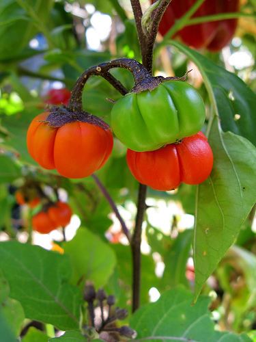 Solanum aethiopicum Solanum aethiopicum Scarlet eggplant Solanum gilo