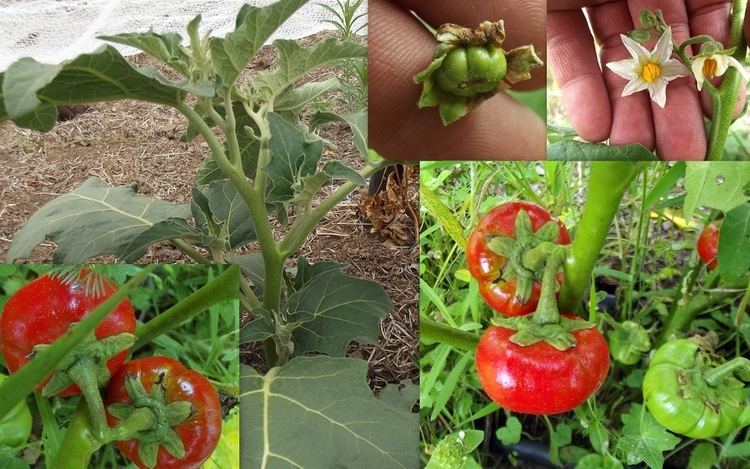 Solanum aethiopicum Gilo Eggplant Solanum Aethiopicum Ruffled Red Hmong Seeds Fair