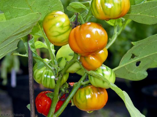 Solanum macrocarpon L . ) and Scarlet ( Solanum aethiopicum L . )