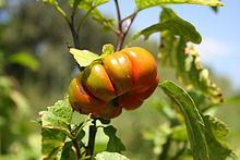 Solanum aethiopicum httpsuploadwikimediaorgwikipediacommonsthu