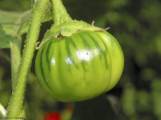 Solanum aethiopicum Afrikanische Aubergine Solanum aethiopicum L Solanaceae