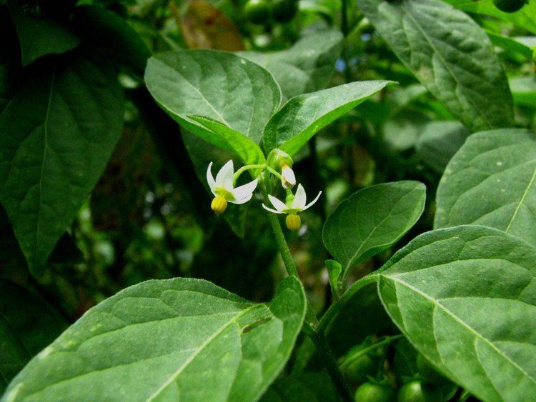 Solanum americanum FileSolanum americanum 4899345876jpg Wikimedia Commons