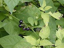 Solanum americanum httpsuploadwikimediaorgwikipediacommonsthu