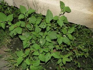 Solanum americanum Solanum americanum Smallflowered Nightshade Discover Life mobile