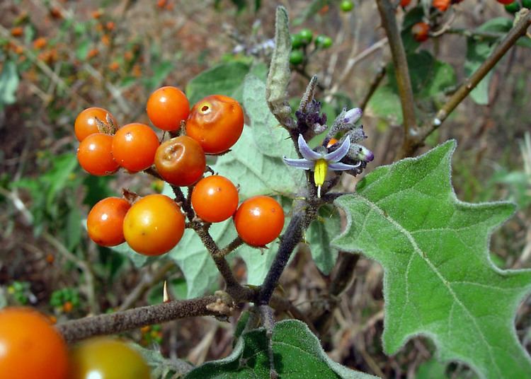 Solanum anguivi Central African Plants A Photo Guide Solanum anguivi Lam