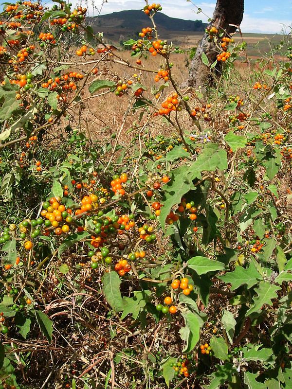 Solanum anguivi Central African Plants A Photo Guide Solanum anguivi Lam