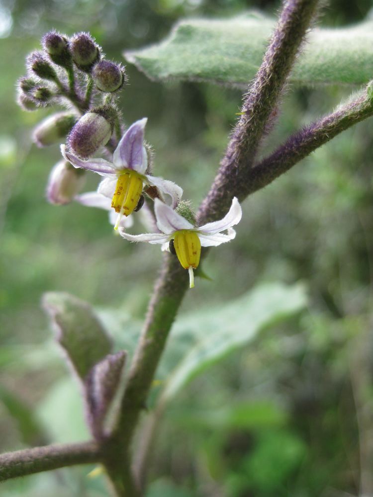 Solanum anguivi solanaceaesourceorgsitessolanaceaesourceorgfi