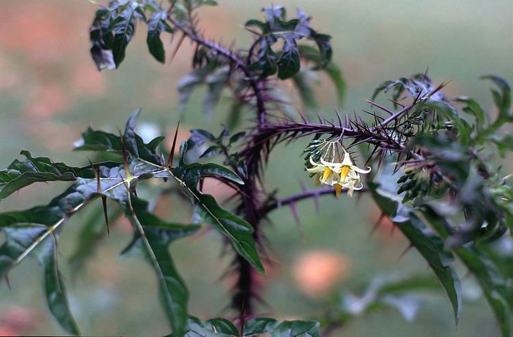 Solanum atropurpureum Solanum atropurpureum Hledat Googlem Colors on the Earth