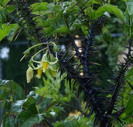 Solanum atropurpureum atropurpureum