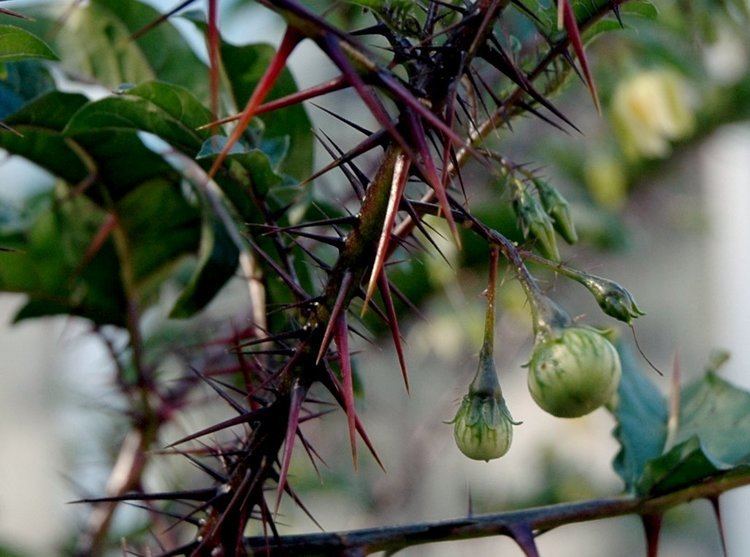 Solanum atropurpureum httpsuploadwikimediaorgwikipediacommonscc