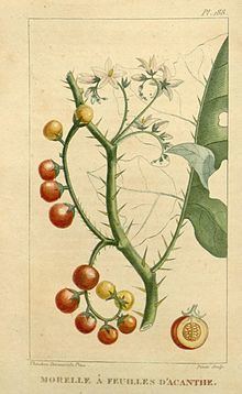 Solanum campechiense httpsuploadwikimediaorgwikipediacommonsthu