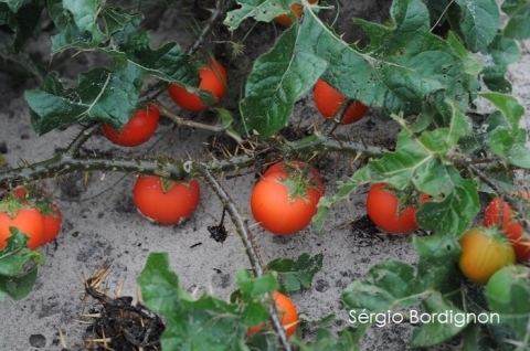 Solanum capsicoides Solanum capsicoides Useful Tropical Plants