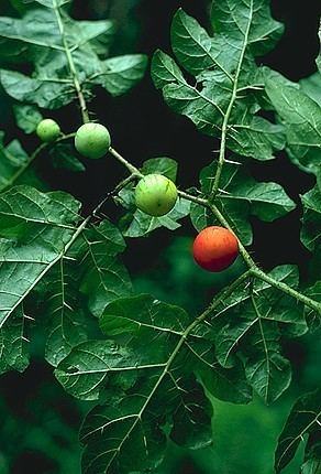 Solanum capsicoides Factsheet Solanum capsicoides