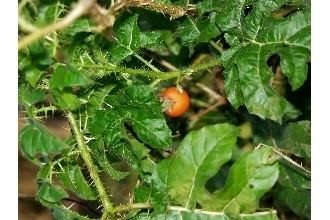 Solanum capsicoides Plants Profile for Solanum capsicoides cockroach berry