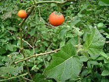 Solanum capsicoides httpsuploadwikimediaorgwikipediacommonsthu