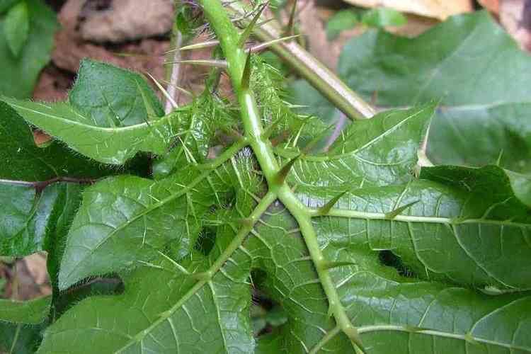 Solanum capsicoides Solanum capsicoides