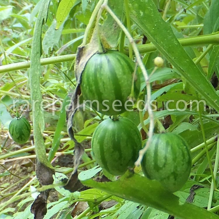 Solanum caripense Solanum caripense buy seeds at rarepalmseedscom