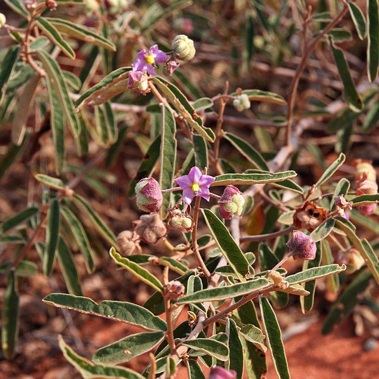 Solanum centrale Australian Seed SOLANUM centrale