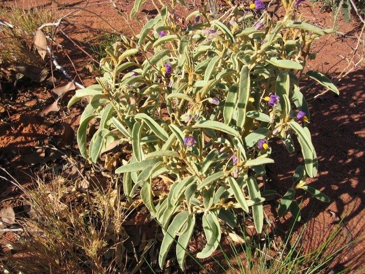 Solanum centrale Solanum species of eastern and northern Australia Solanum centrale