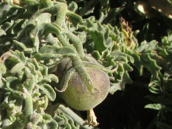 Solanum chilense BOTANYcz SOLANUM CHILENSE Dunal Reiche lilek uok