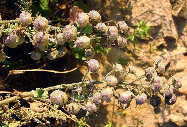 Solanum chilense Solanum chilense fruit