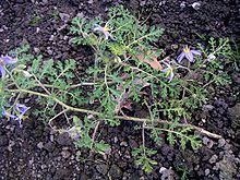 Solanum citrullifolium httpsuploadwikimediaorgwikipediacommonsthu