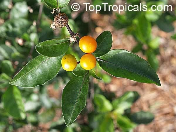 Solanum diphyllum Solanum diphyllum Twoleaf nightshade TopTropicalscom