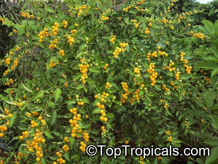 Solanum diphyllum httpstoptropicalscompicsgardenm22012olymp