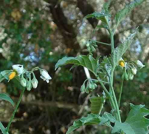 Solanum douglasii Solanum douglasii White Nightshade