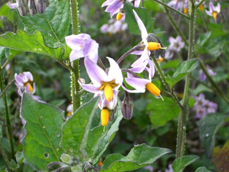 Solanum douglasii wwwamericansouthwestnetplantsphotographs700so