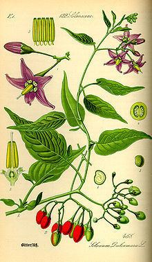 Solanum dulcamara httpsuploadwikimediaorgwikipediacommonsthu