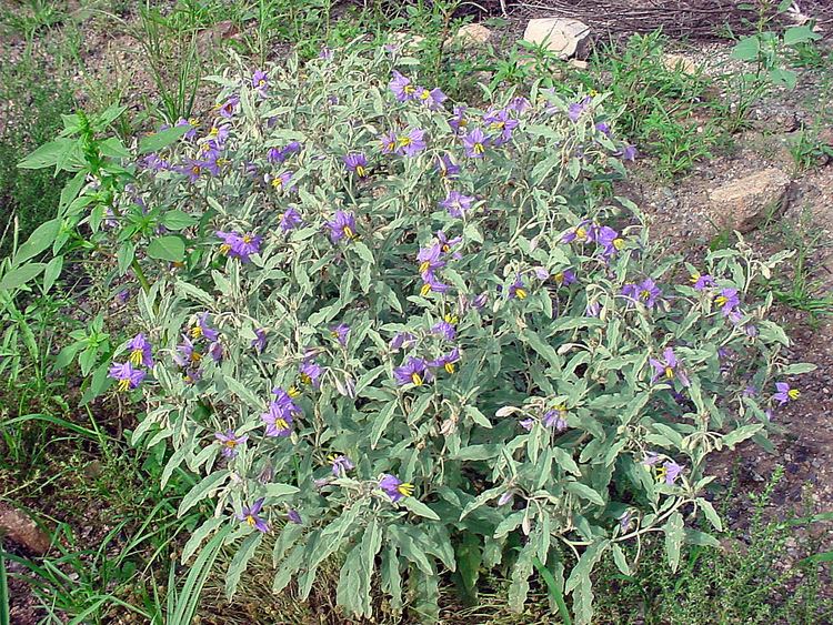 Solanum elaeagnifolium Solanum elaeagnifolium Silverleaf nightshade