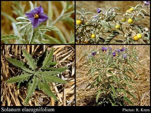 Solanum elaeagnifolium Solanum elaeagnifolium Cav FloraBase Flora of Western Australia