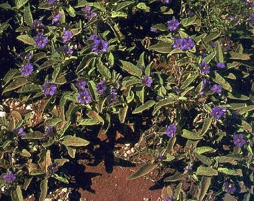 Solanum ellipticum wwwflorasagovauefsalucidSolanaceaeSolanum